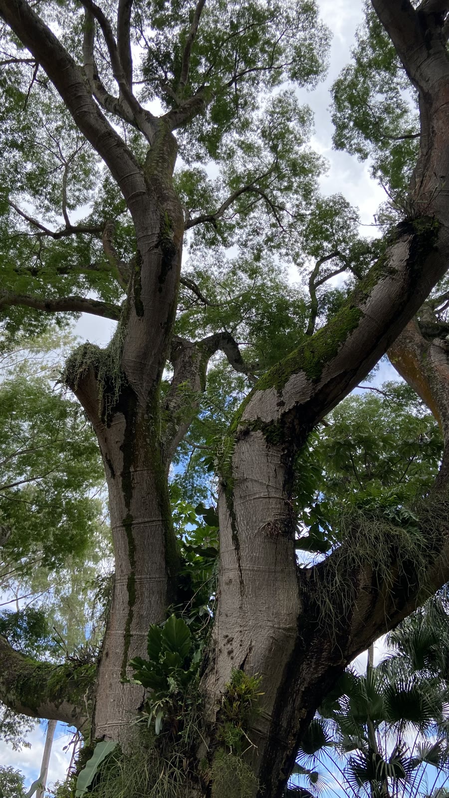 Árvore monumental nos jardins de Inhotim
